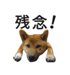 柴犬サニーの日常 #1（個別スタンプ：9）