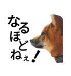 柴犬サニーの日常 #1（個別スタンプ：10）