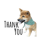 柴犬サニーの日常 #1（個別スタンプ：11）