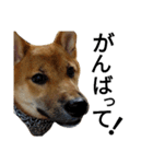 柴犬サニーの日常 #1（個別スタンプ：13）