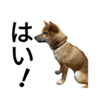 柴犬サニーの日常 #1（個別スタンプ：14）