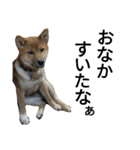 柴犬サニーの日常 #1（個別スタンプ：15）