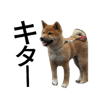 柴犬サニーの日常 #1（個別スタンプ：16）
