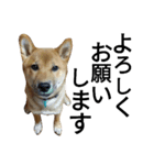 柴犬サニーの日常 #1（個別スタンプ：17）