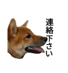 柴犬サニーの日常 #1（個別スタンプ：19）