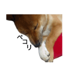 柴犬サニーの日常 #1（個別スタンプ：20）
