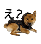 柴犬サニーの日常 #1（個別スタンプ：21）