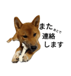 柴犬サニーの日常 #1（個別スタンプ：22）