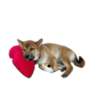 柴犬サニーの日常 #1（個別スタンプ：23）