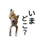 柴犬サニーの日常 #1（個別スタンプ：24）