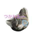 うりねぎさん（個別スタンプ：2）