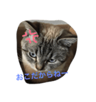 うりねぎさん（個別スタンプ：9）