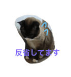 うりねぎさん（個別スタンプ：12）