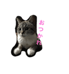 うりねぎさん（個別スタンプ：27）