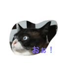 うりねぎさん（個別スタンプ：30）
