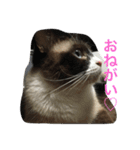 うりねぎさん（個別スタンプ：31）