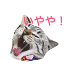 ぶん1（個別スタンプ：1）
