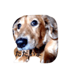犬あるある ボンくん 犬まゆみ（個別スタンプ：1）