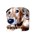 犬あるある ボンくん 犬まゆみ（個別スタンプ：2）