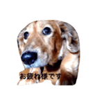 犬あるある ボンくん 犬まゆみ（個別スタンプ：5）
