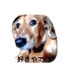 犬あるある ボンくん 犬まゆみ（個別スタンプ：6）