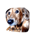 犬あるある ボンくん 犬まゆみ（個別スタンプ：7）