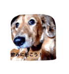 犬あるある ボンくん 犬まゆみ（個別スタンプ：8）