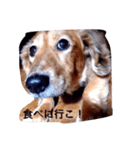 犬あるある ボンくん 犬まゆみ（個別スタンプ：9）