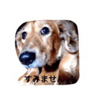 犬あるある ボンくん 犬まゆみ（個別スタンプ：10）