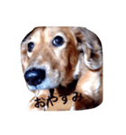 犬あるある ボンくん 犬まゆみ（個別スタンプ：11）