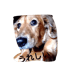 犬あるある ボンくん 犬まゆみ（個別スタンプ：12）