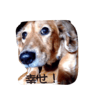犬あるある ボンくん 犬まゆみ（個別スタンプ：13）