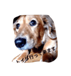 犬あるある ボンくん 犬まゆみ（個別スタンプ：14）
