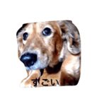 犬あるある ボンくん 犬まゆみ（個別スタンプ：15）
