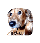 犬あるある ボンくん 犬まゆみ（個別スタンプ：16）