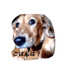犬あるある ボンくん 犬まゆみ（個別スタンプ：17）