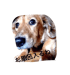 犬あるある ボンくん 犬まゆみ（個別スタンプ：18）