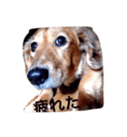 犬あるある ボンくん 犬まゆみ（個別スタンプ：19）