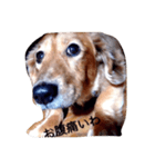 犬あるある ボンくん 犬まゆみ（個別スタンプ：20）