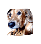 犬あるある ボンくん 犬まゆみ（個別スタンプ：21）