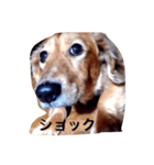 犬あるある ボンくん 犬まゆみ（個別スタンプ：22）