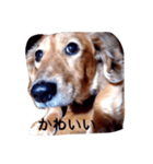 犬あるある ボンくん 犬まゆみ（個別スタンプ：23）