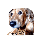 犬あるある ボンくん 犬まゆみ（個別スタンプ：24）