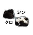 ねこの気分（個別スタンプ：1）