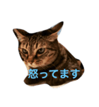 ねこの気分（個別スタンプ：3）