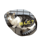 ねこの気分（個別スタンプ：4）