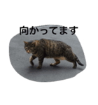 ねこの気分（個別スタンプ：5）