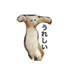 ねこの気分（個別スタンプ：6）