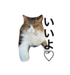 ねこの気分（個別スタンプ：7）