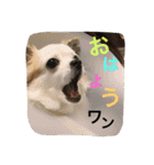 くぅちゃん 〜心の声〜 Vo.1（個別スタンプ：1）